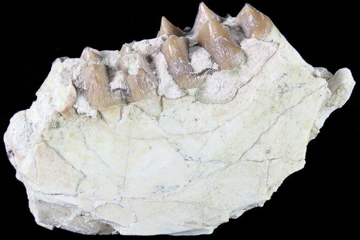 Oreodont Jaw Section With Teeth - South Dakota #81955